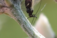 Un puceron (Homoptre - Aphididae - Indtermin) 
